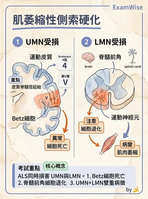 物治 - 運動神經元疾病與其他中樞疾病 - AI 圖文解析預覽