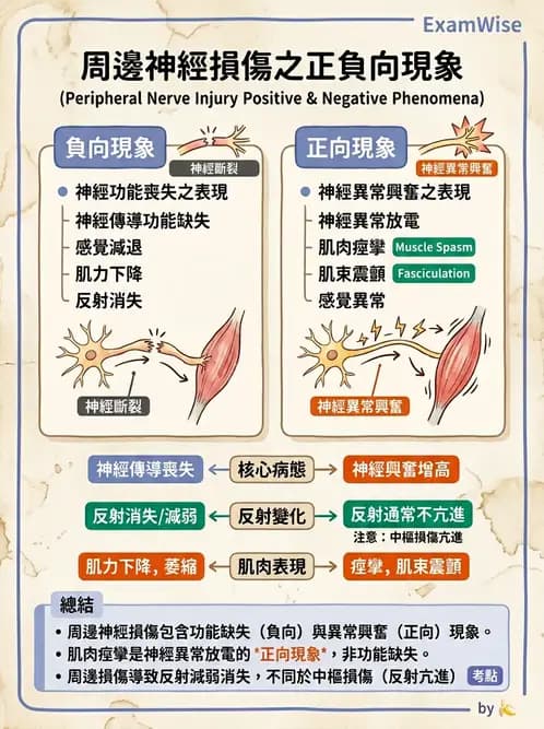 物治 - 周邊神經損傷與復健 - AI 圖文解析預覽