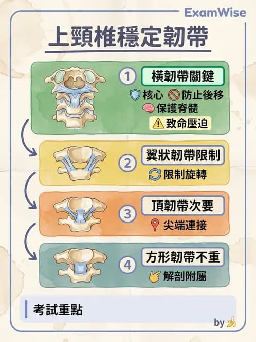 物治 - 頸椎評估與病理 - AI 圖文解析預覽