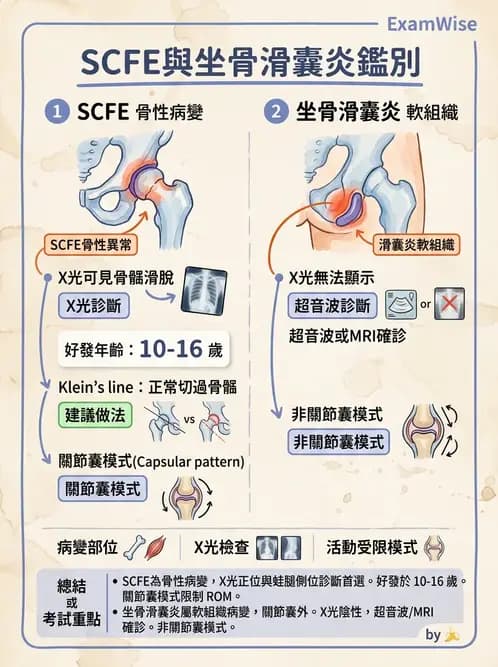 物治 - 髖關節解剖與評估 - AI 圖文解析預覽