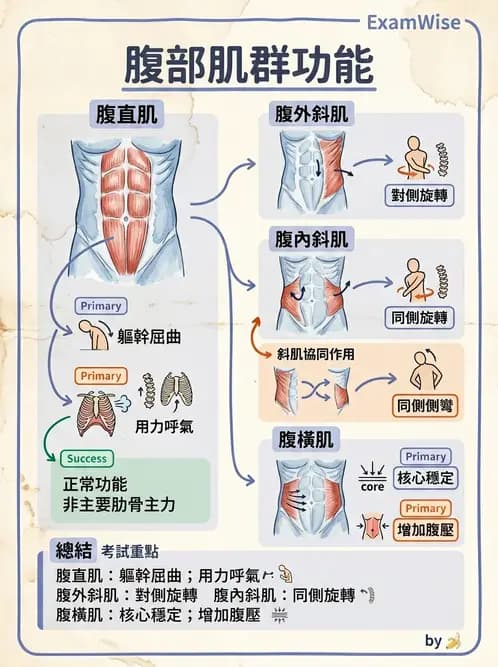 物治 - 腰椎穩定訓練與治療原則 - AI 圖文解析預覽