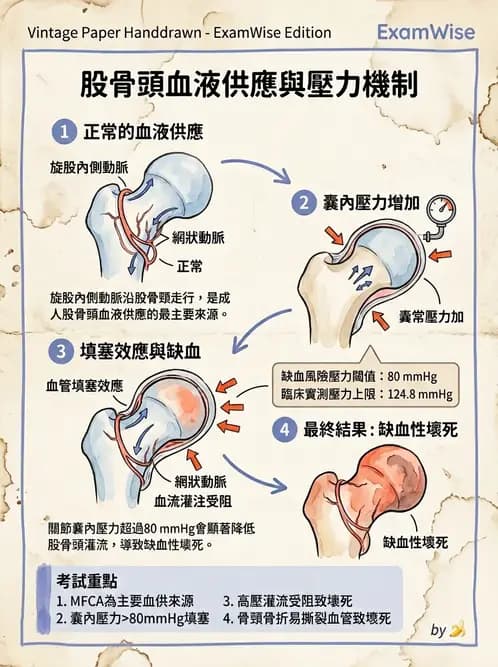 物治 - 髖關節解剖與評估 - AI 圖文解析預覽