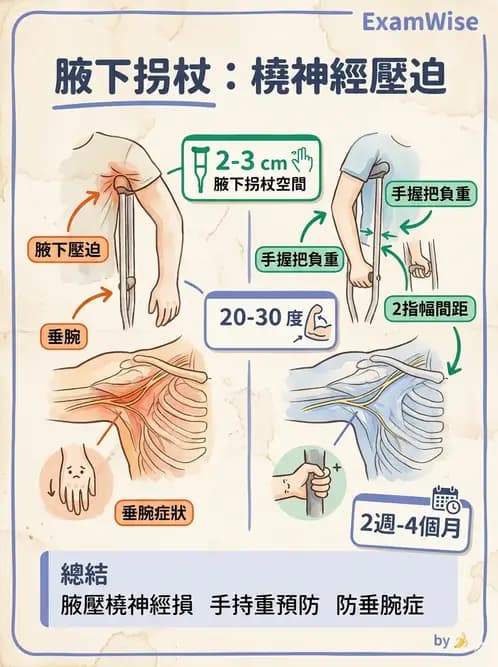 物治 - 肩胛生物力學與神經損傷 - AI 圖文解析預覽