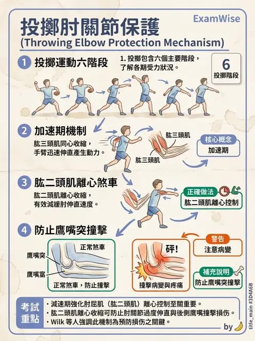 物治 - 肘及前臂關節 - AI 圖文解析預覽