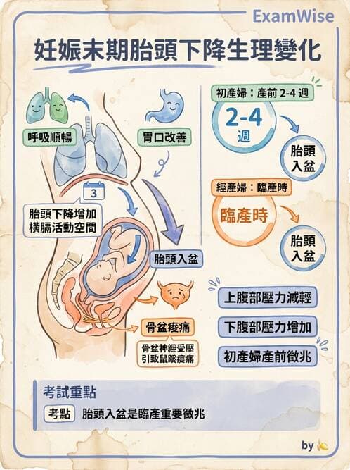 護理師 - 孕期生理變化與不適護理 - AI 圖文解析預覽