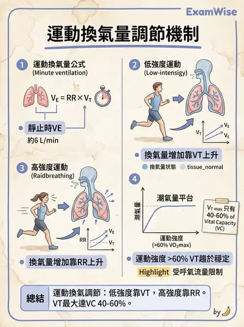 物治 - 呼吸解剖、生理與力學 - AI 圖文解析預覽
