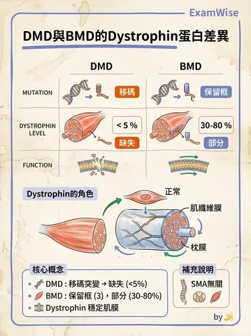 物治 - 脊柱裂、神經肌肉疾病與腦傷 - AI 圖文解析預覽