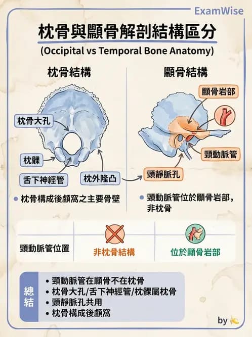 物治 - 骨骼與關節解剖 - AI 圖文解析預覽