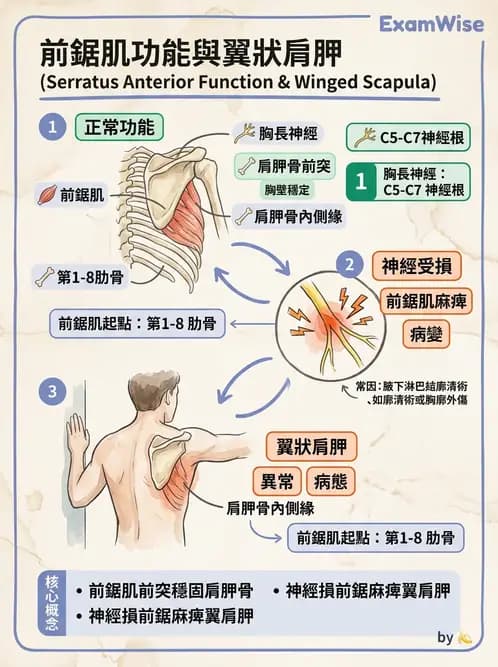 物治 - 上肢與頭頸肌肉解剖 - AI 圖文解析預覽
