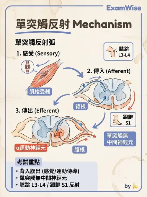 物治 - 神經系統生理 - AI 圖文解析預覽