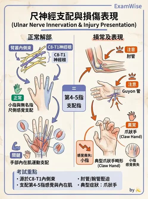 物治 - 周邊與自主神經解剖 - AI 圖文解析預覽