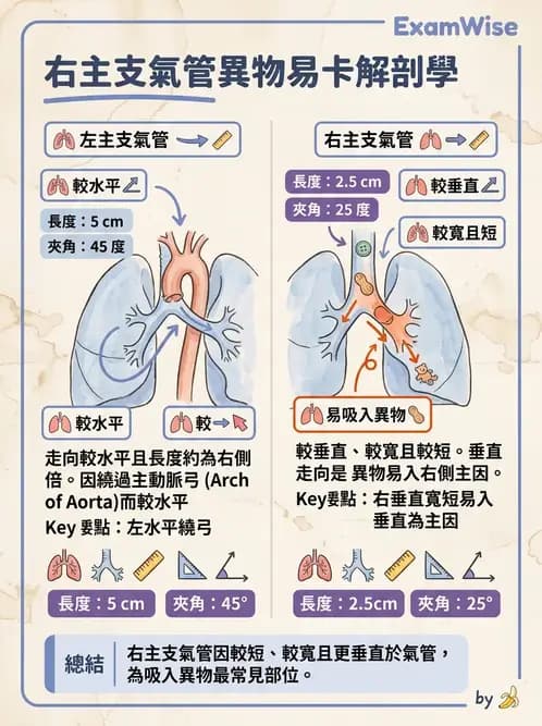 物治 - 呼吸系統解剖 - AI 圖文解析預覽