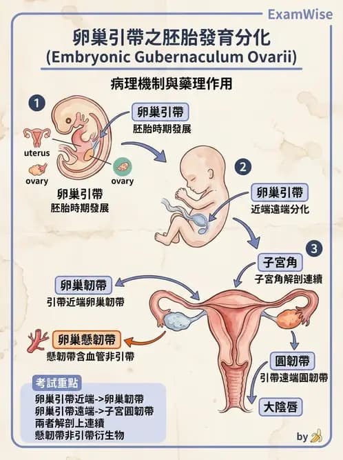 物治 - 消化泌尿生殖系統解剖 - AI 圖文解析預覽