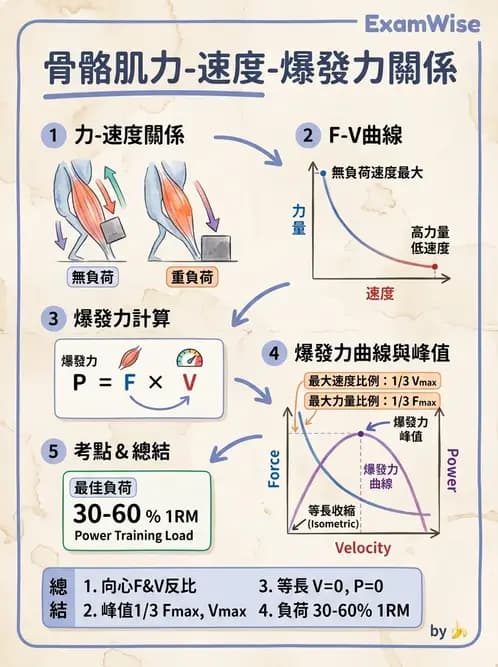 物治 - 肌肉收縮與纖維特性 - AI 圖文解析預覽