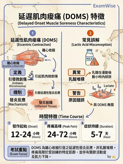 物治 - 肌肉收縮與纖維特性 - AI 圖文解析預覽