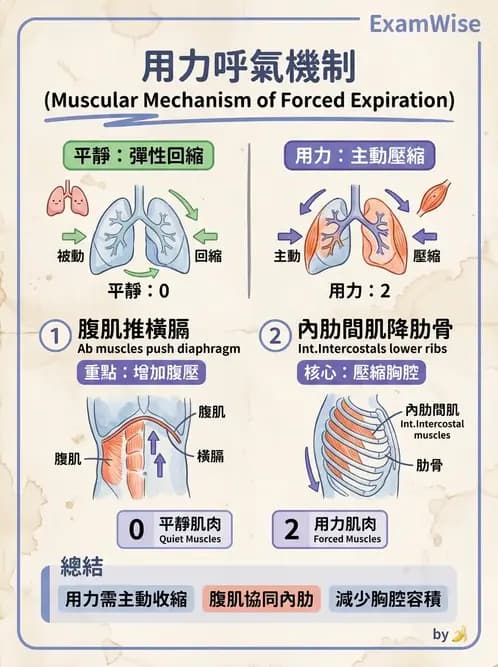 物治 - 呼吸生理 - AI 圖文解析預覽