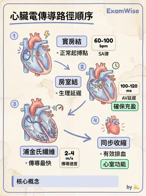 物治 - 心臟血管生理 - AI 圖文解析預覽