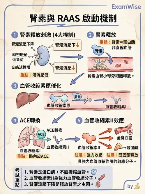 物治 - 心臟血管生理 - AI 圖文解析預覽