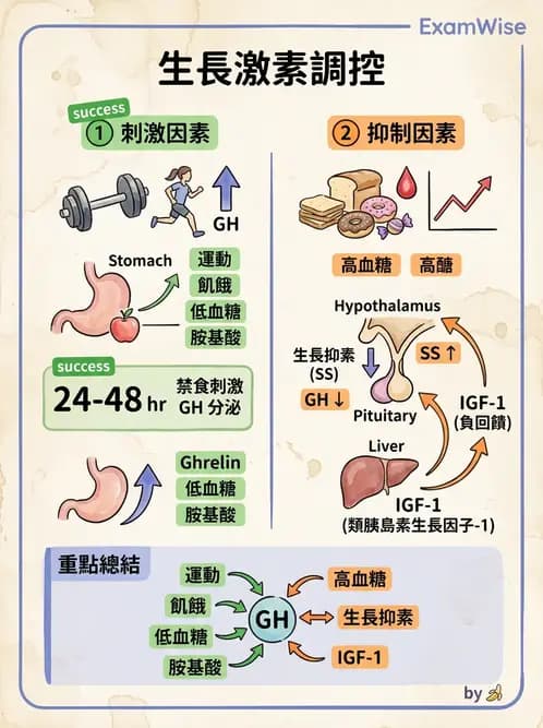 物治 - 內分泌系統生理 - AI 圖文解析預覽