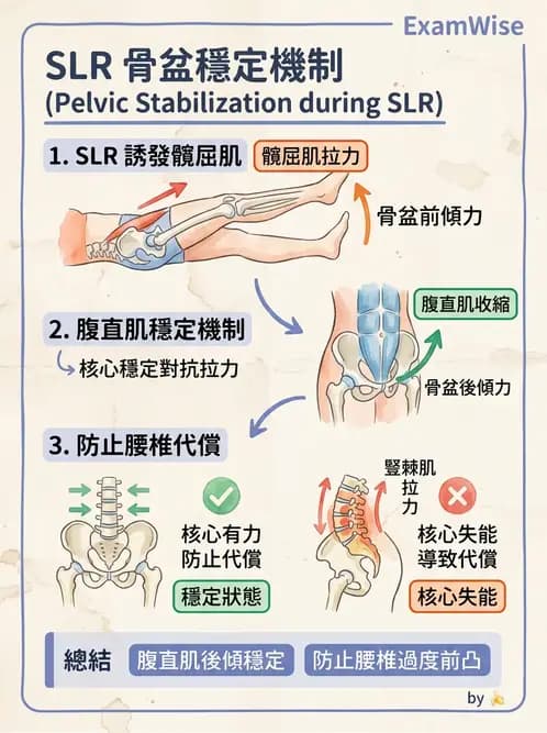 物治 - 軀幹肌動學與生物力學 - AI 圖文解析預覽