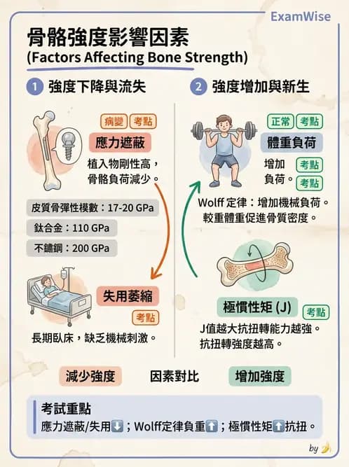 物治 - 組織生物力學 - AI 圖文解析預覽