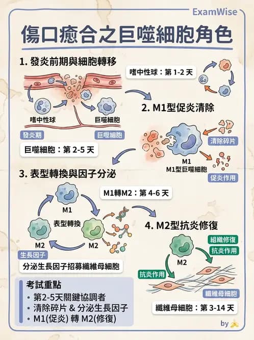 物治 - 骨科與外科疾病 - AI 圖文解析預覽