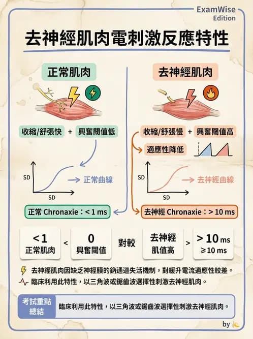 物治 - 神經肌肉電刺激 - AI 圖文解析預覽