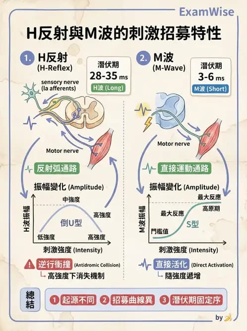 物治 - 電生理診斷 - AI 圖文解析預覽