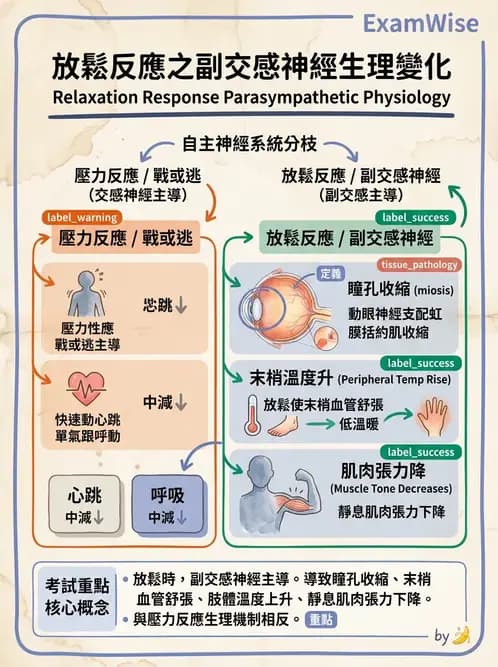 物治 - 懸吊系統與放鬆 - AI 圖文解析預覽