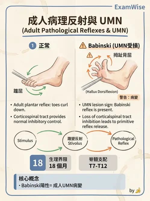 物治 - 神經物理治療評估工具 - AI 圖文解析預覽