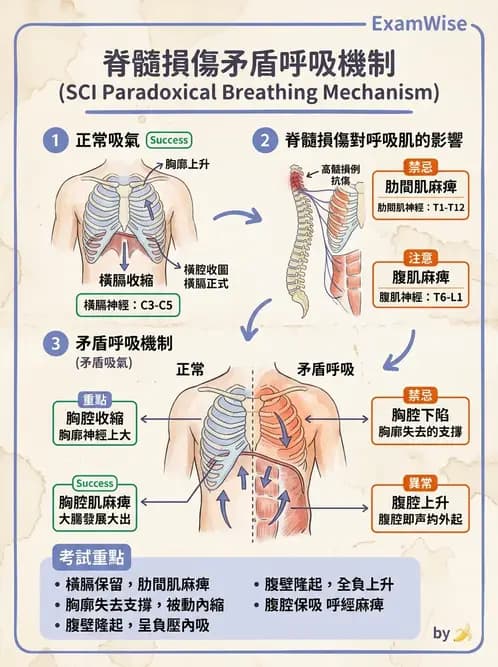 物治 - SCI併發症與呼吸管理 - AI 圖文解析預覽