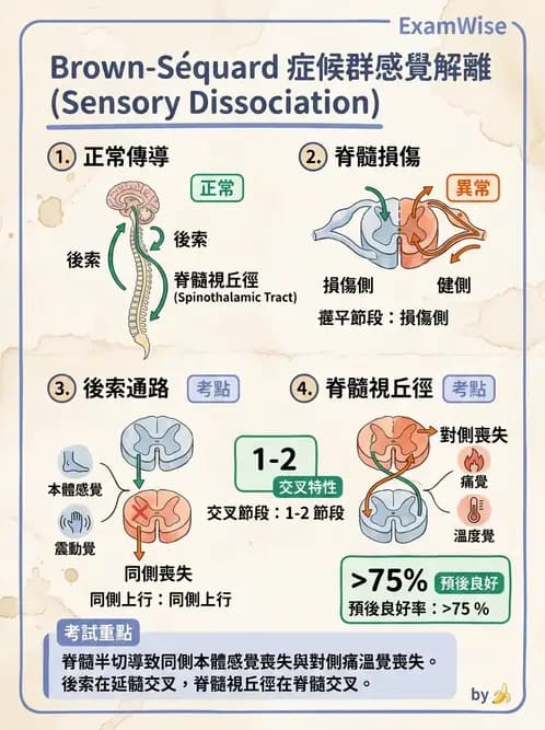 物治 - SCI評估分類與症候群 - AI 圖文解析預覽