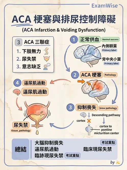 物治 - 腦中風病理與血管解剖 - AI 圖文解析預覽
