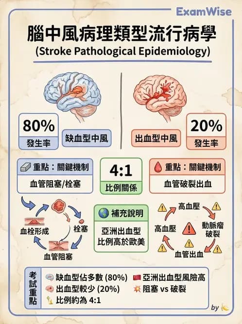物治 - 腦中風病理與血管解剖 - AI 圖文解析預覽