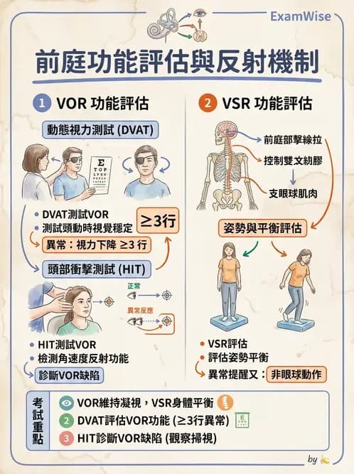 物治 - 前庭系統與前庭復健 - AI 圖文解析預覽