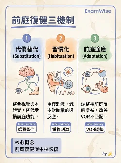 物治 - 前庭系統與前庭復健 - AI 圖文解析預覽