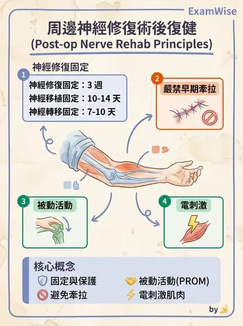 物治 - 周邊神經損傷與復健 - AI 圖文解析預覽