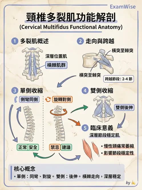 物治 - 頸椎評估與病理 - AI 圖文解析預覽