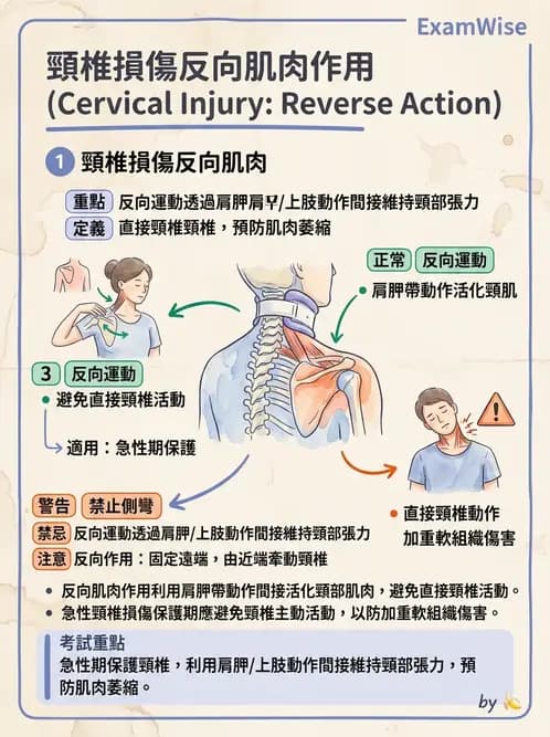 物治 - 頸椎評估與病理 - AI 圖文解析預覽