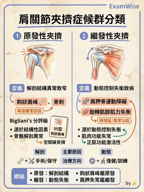 物治 - 肩關節夾擠與旋轉肌袖 - AI 圖文解析預覽