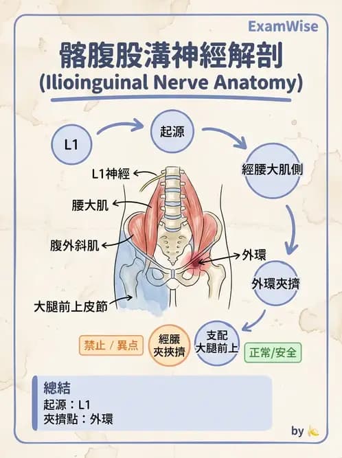 物治 - 腰椎椎間盤與脊椎狹窄 - AI 圖文解析預覽