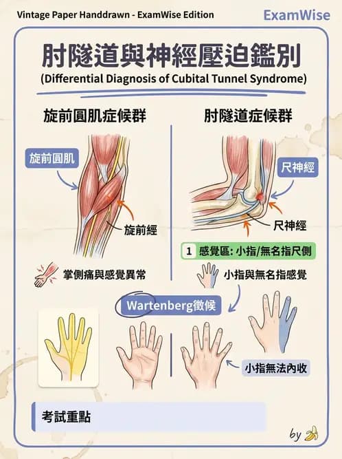 物治 - 肘及前臂關節 - AI 圖文解析預覽