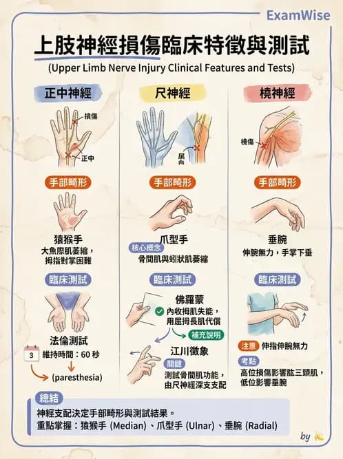 物治 - 手部肌腱損傷與變形 - AI 圖文解析預覽