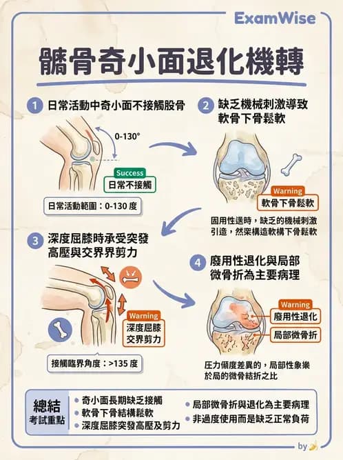 物治 - 髕股關節疼痛與伸展機制 - AI 圖文解析預覽