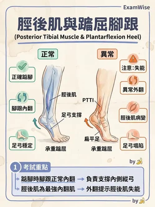 物治 - 足部病變與輔具評估 - AI 圖文解析預覽