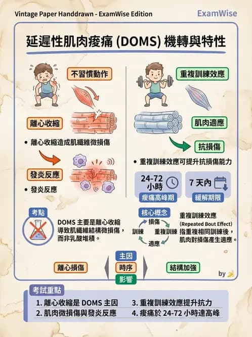 物治 - 運動生理學與能量代謝 - AI 圖文解析預覽