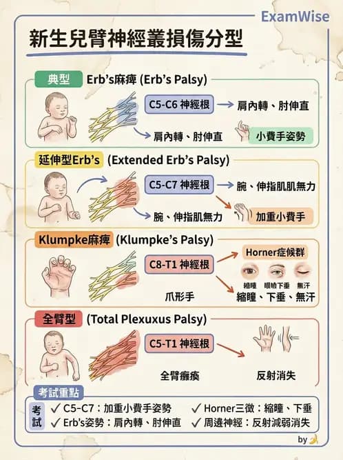 物治 - 小兒肌肉骨骼疾患物理治療 - AI 圖文解析預覽