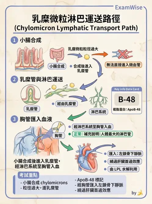 營養 - 消化系統生理學 - AI 圖文解析預覽