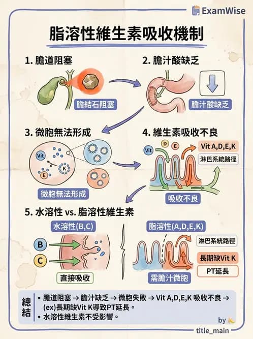 營養 - 消化系統生理學 - AI 圖文解析預覽
