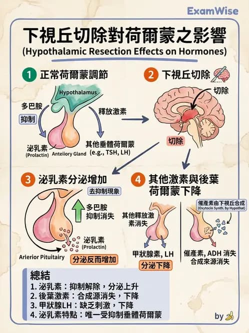 營養 - 內分泌與代謝生理學 - AI 圖文解析預覽